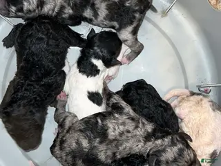 Standard Poodle dogs Standard Poodle Puppy 8 - Ad 6