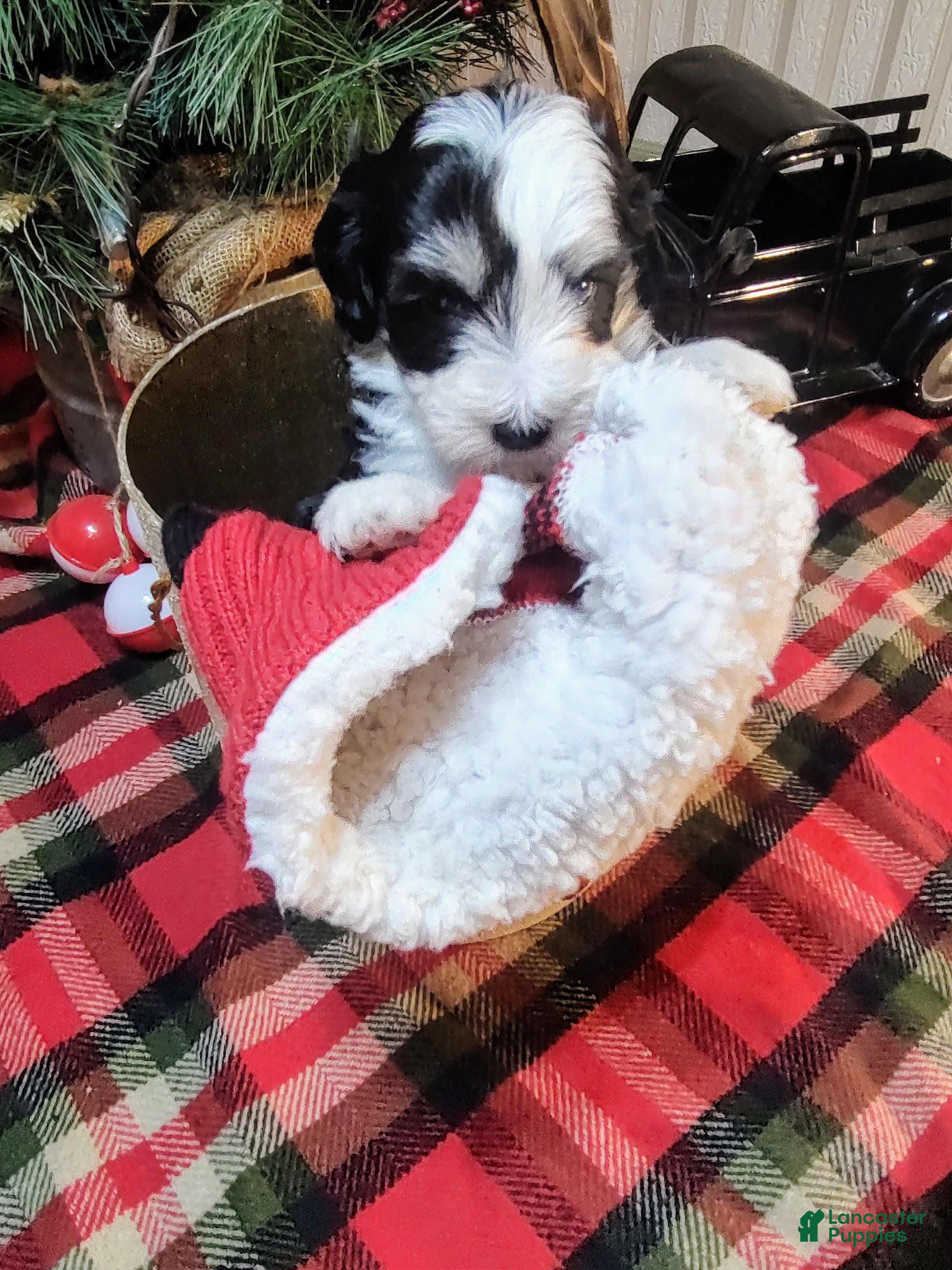 Mini Sheepadoodle dogs Beau  - Ad 14