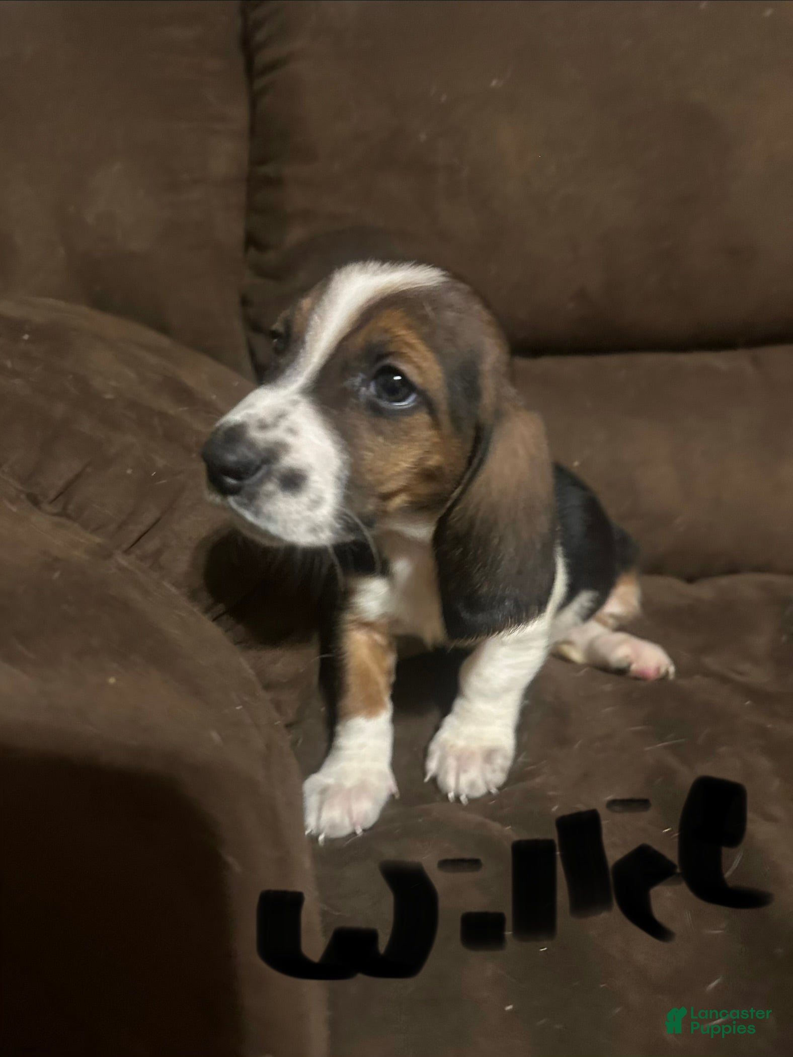 Basset Hound dogs Willie  - Ad 2