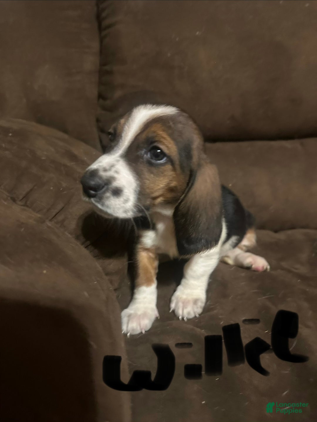 Basset Hound dogs for sale: Willie  - Ad 2