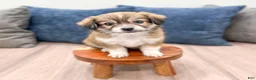 Havanese dogs for sale: Darla - Ad 2
