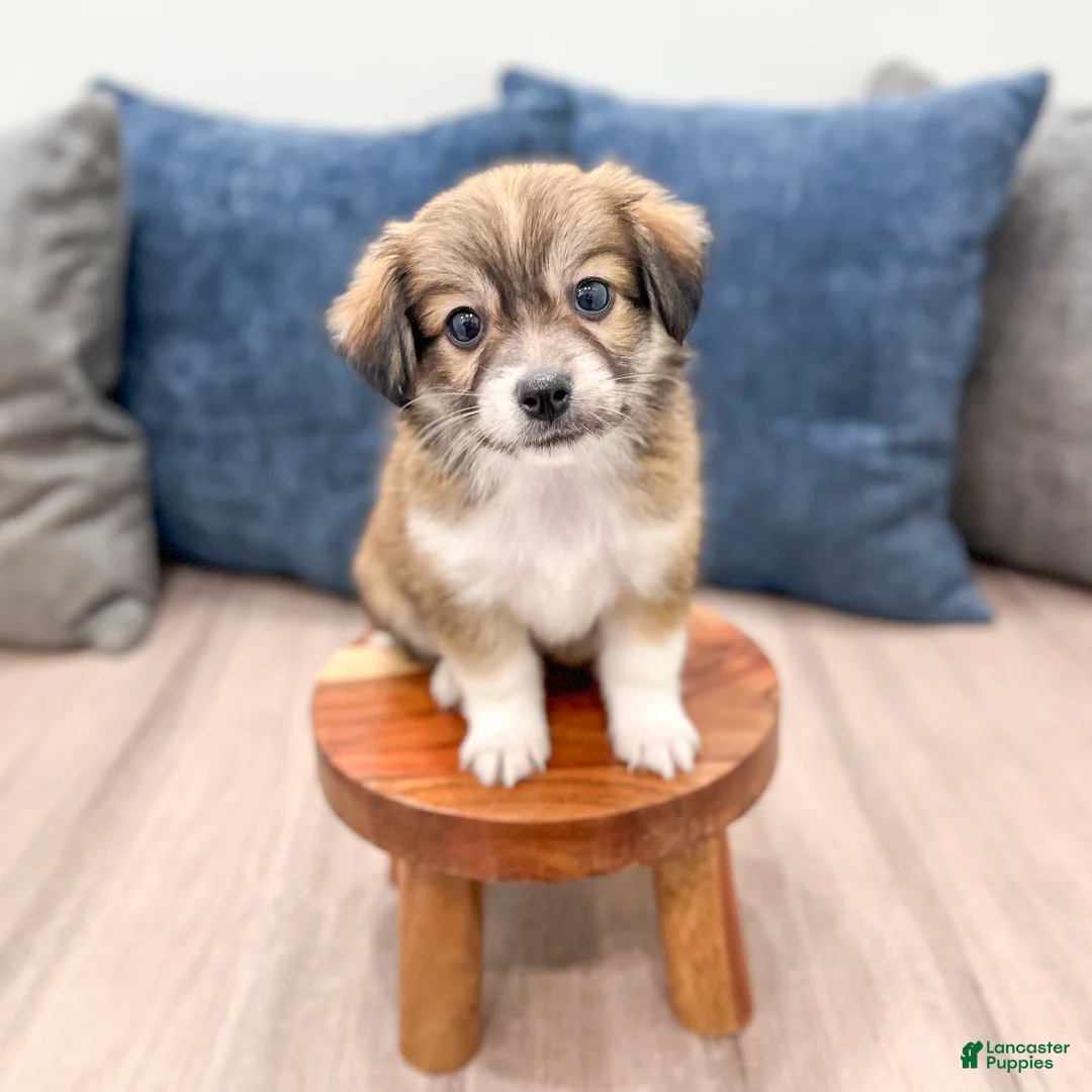 Havanese dogs for sale: Darla - Ad 2