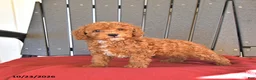 Miniature Poodle dogs for sale: Cherry - Ad 2