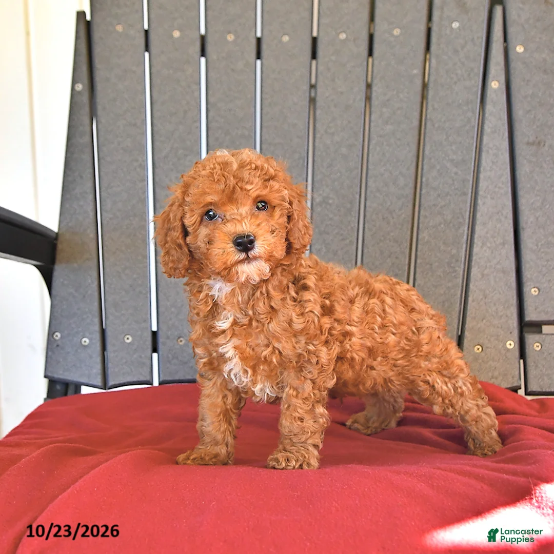 Miniature Poodle dogs for sale: Cherry - Ad 2