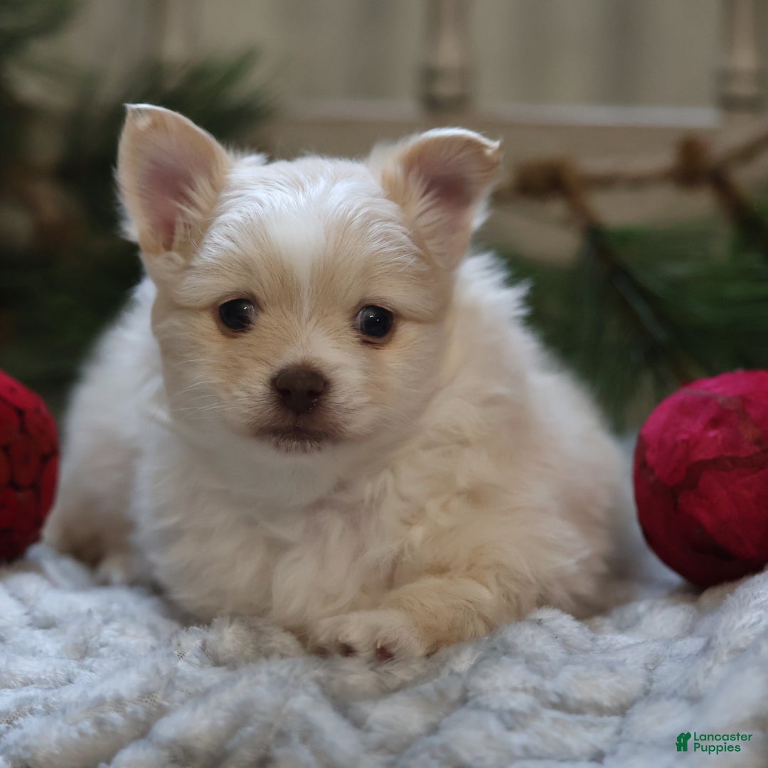 Maltipom dogs for sale: Kringle - Ad 10