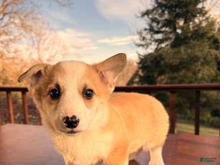 Welsh Corgi Pembroke dogs Tucker - Ad 19