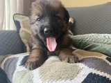 German Shepherd Puppy 6-Red