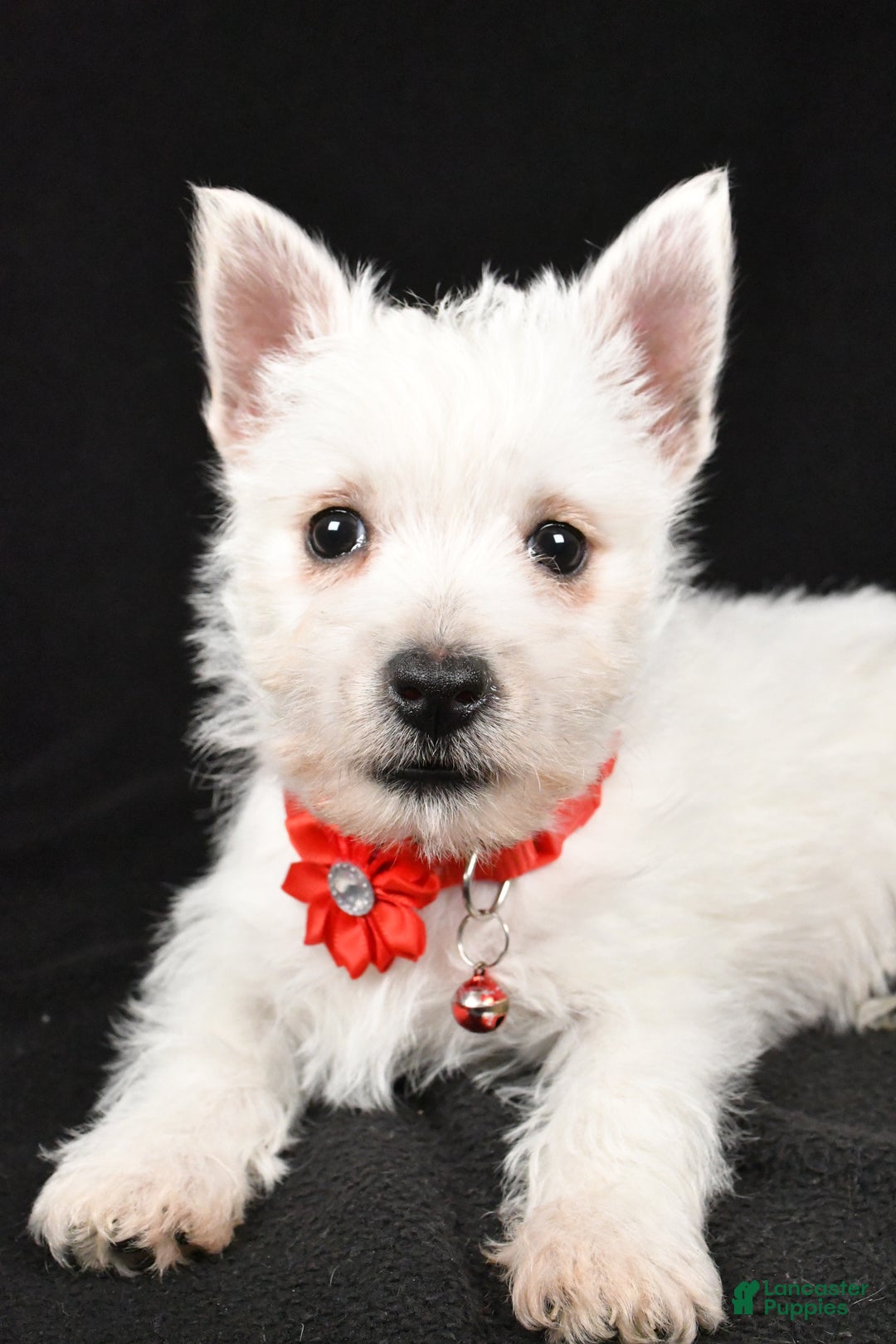 West Highland Terrier dogs for sale: Donna - Ad 5