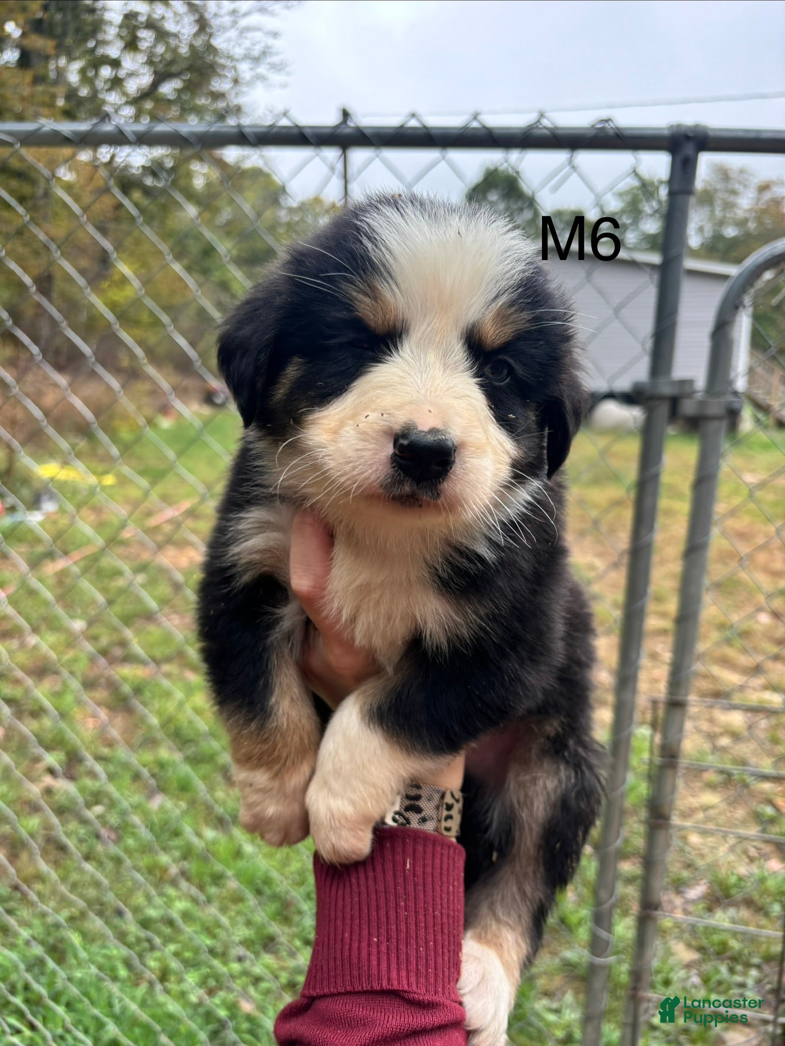 Mixed Breed dogs Mixed Breed 6 - Ad 1