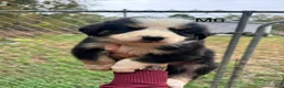 Mixed Breed dogs for sale: Mixed Breed 6 - Ad 2