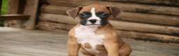Boxer dogs for sale: Russel - Ad 2