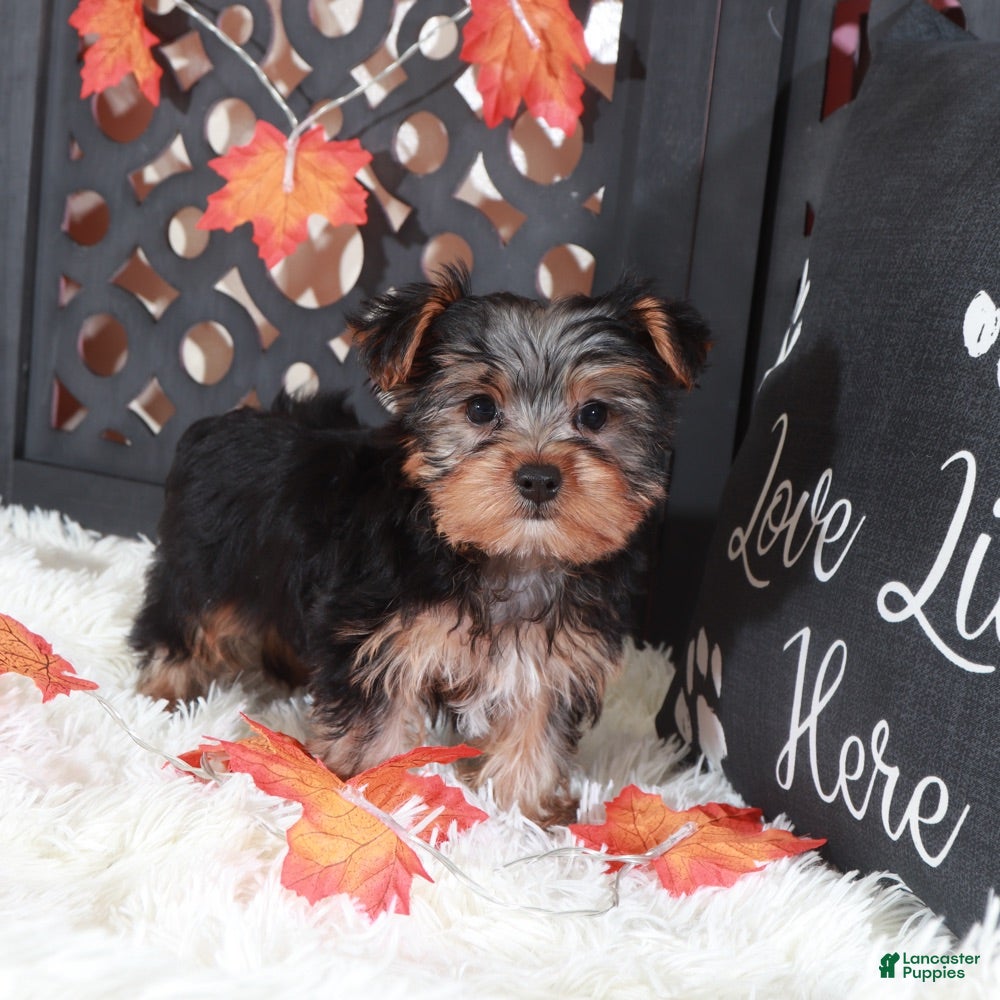Yorkshire Terrier dogs Brutus  - Ad 34