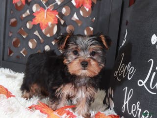 Yorkshire Terrier dogs Brutus - Ad 30