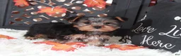 Yorkshire Terrier dogs for sale: Brutus  - Ad 1