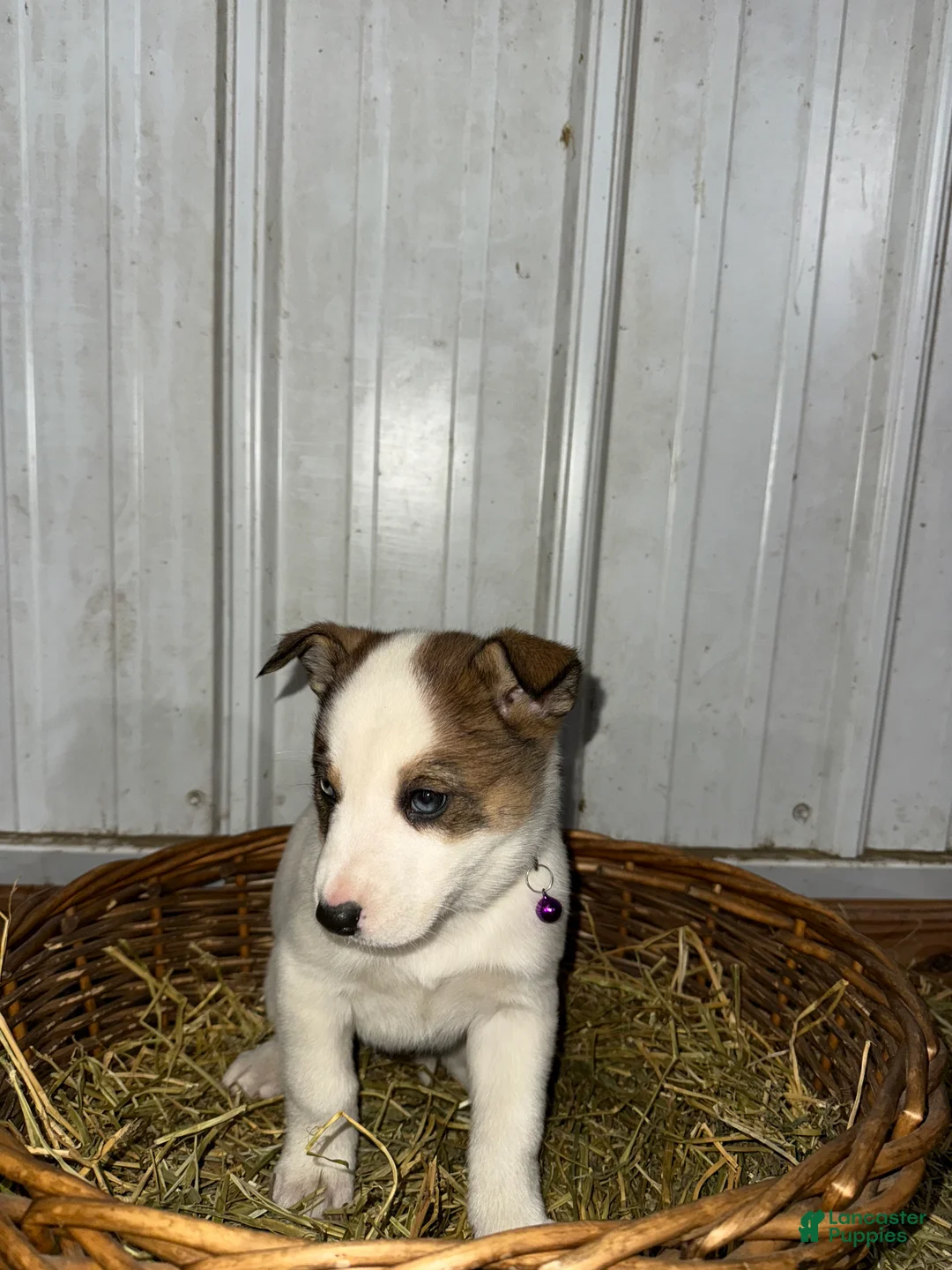 Mixed Breed dogs for sale: Whitey - Ad 4