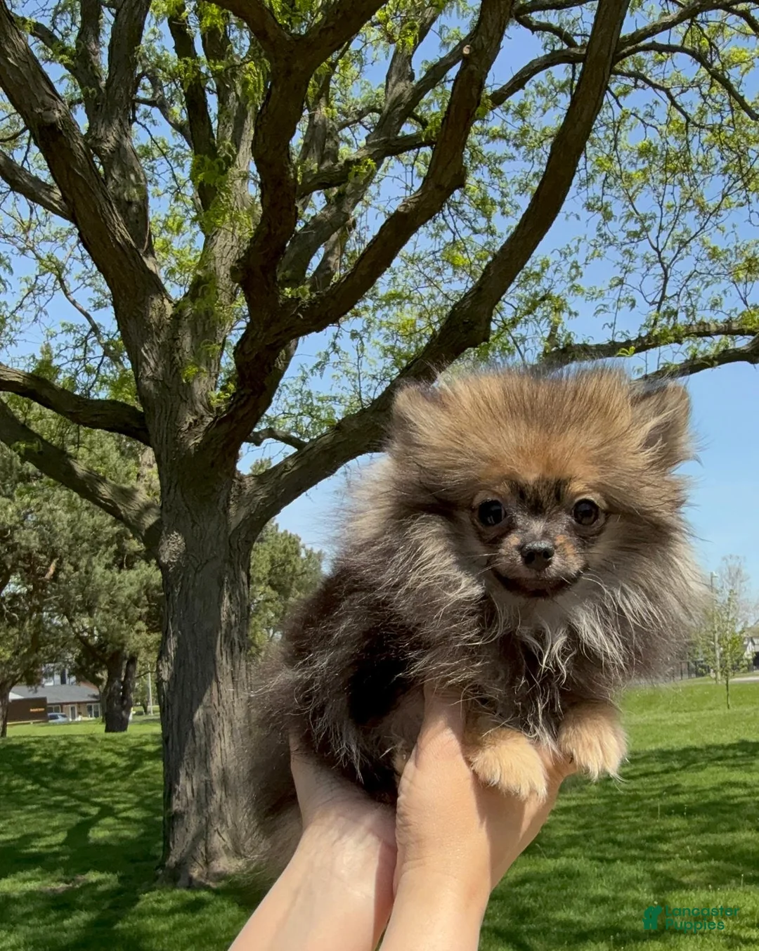 Pomeranian dogs for sale: Pomeranian Puppy Ruby - Ad 2