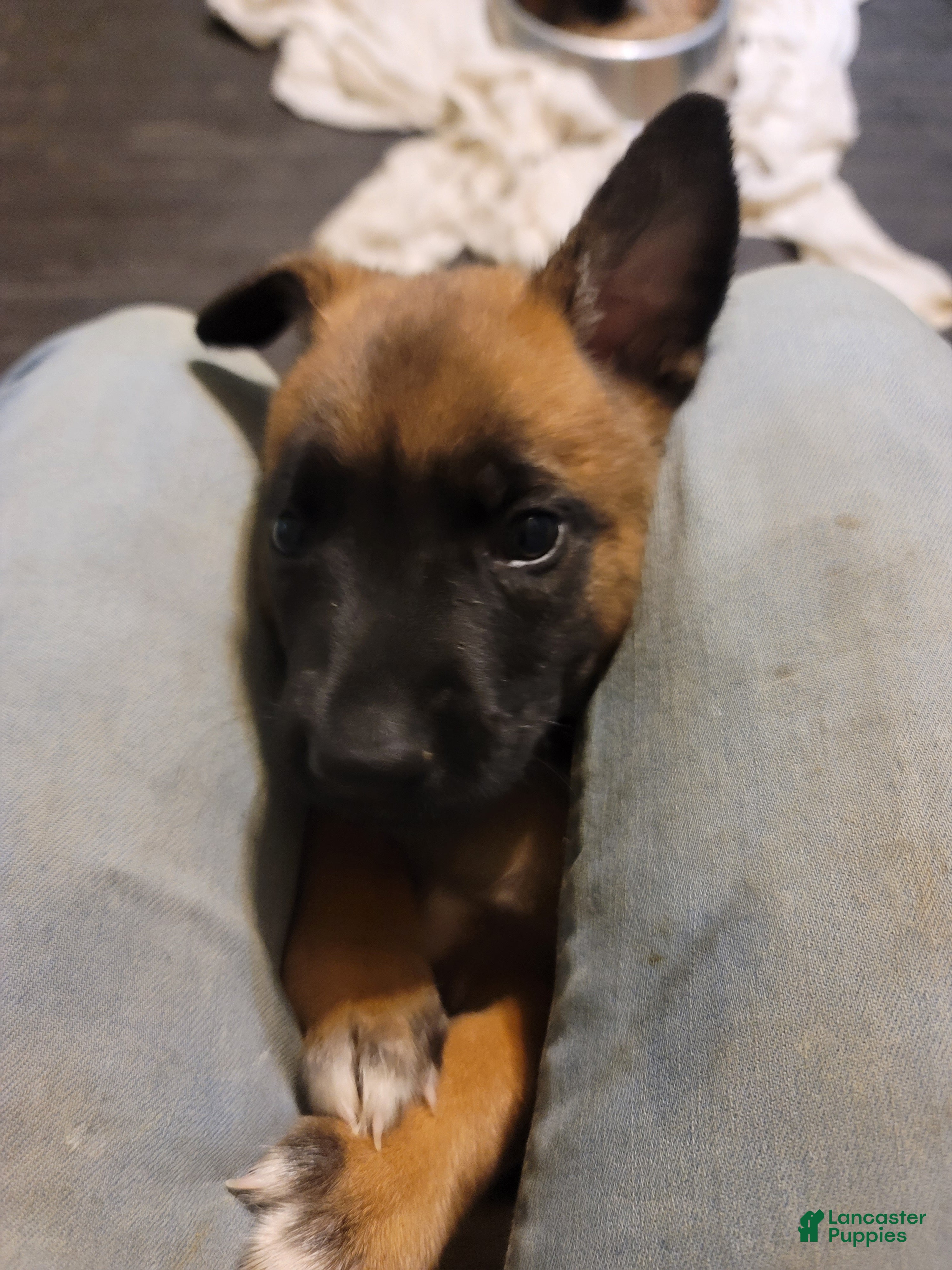 Belgian Malinois dogs Belgian Malinois Puppy 3 - Ad 12