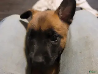 Belgian Malinois dogs Belgian Malinois Puppy 3 - Ad 12
