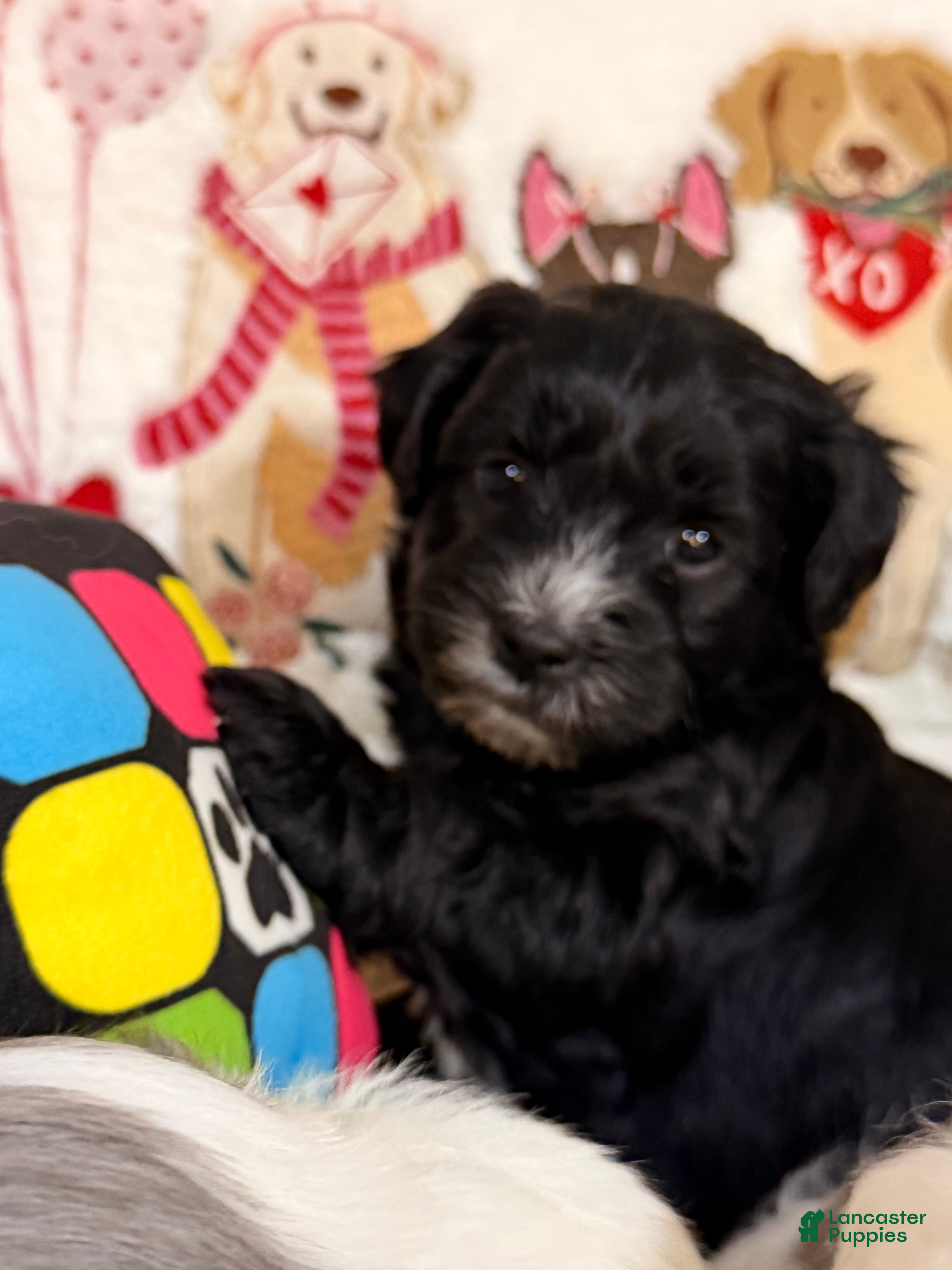 Mixed Breed dogs Espresso  - Ad 5