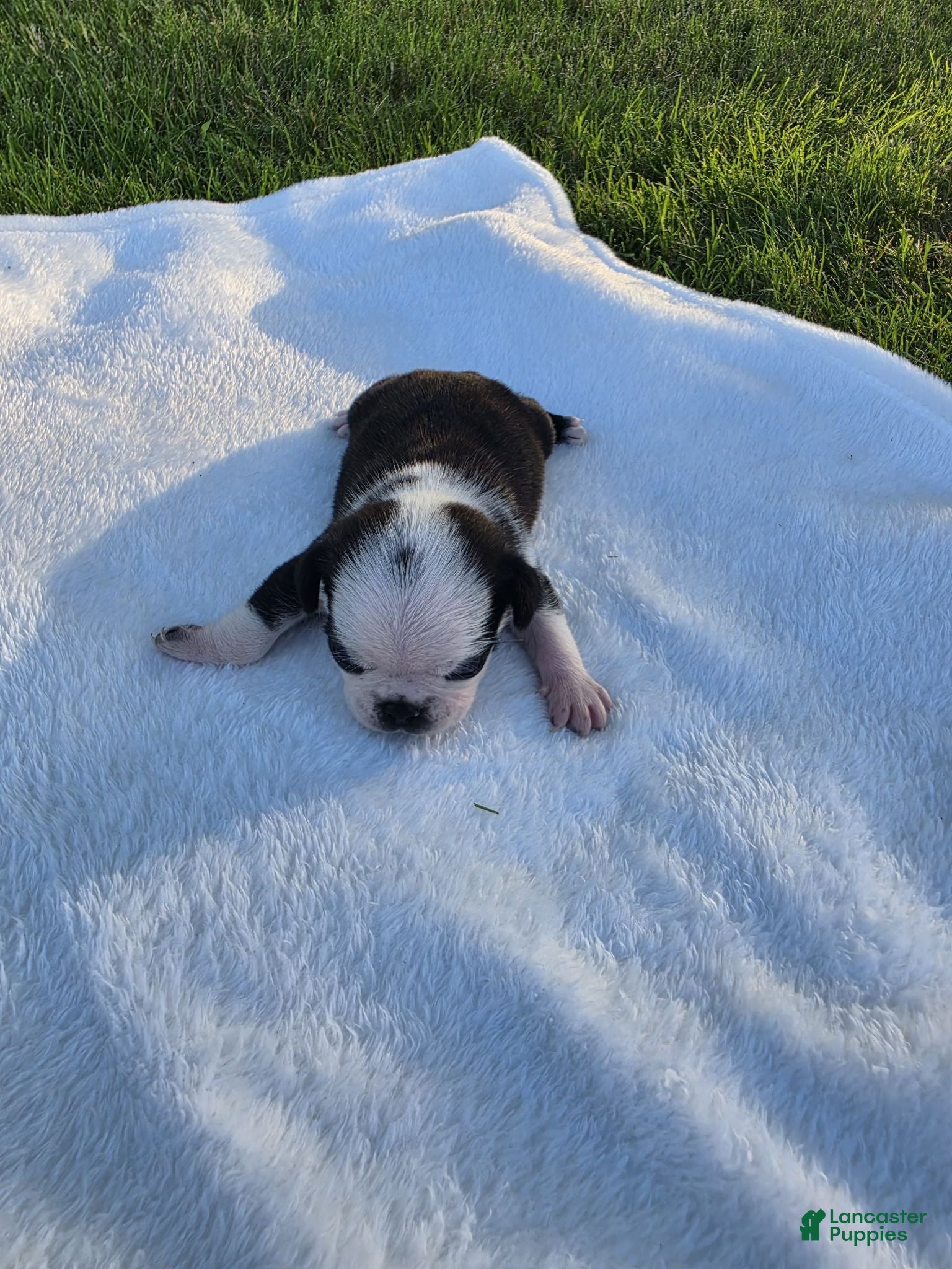 Pug dogs Male panda pug puppy - Ad 2