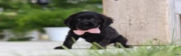 Cocker Spaniel dogs for sale: Beauty - Ad 3