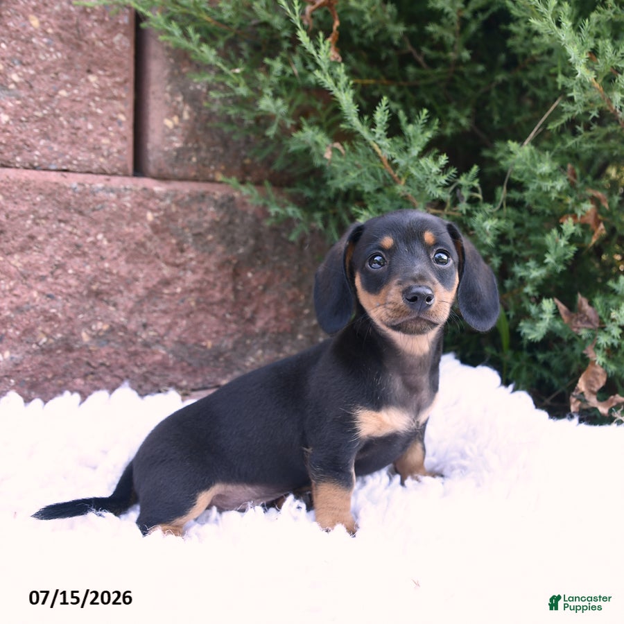 Miniature Dachshund dogs Charlie Ray - Ad 2