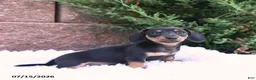 Miniature Dachshund dogs for sale: Charlie Ray - Ad 2