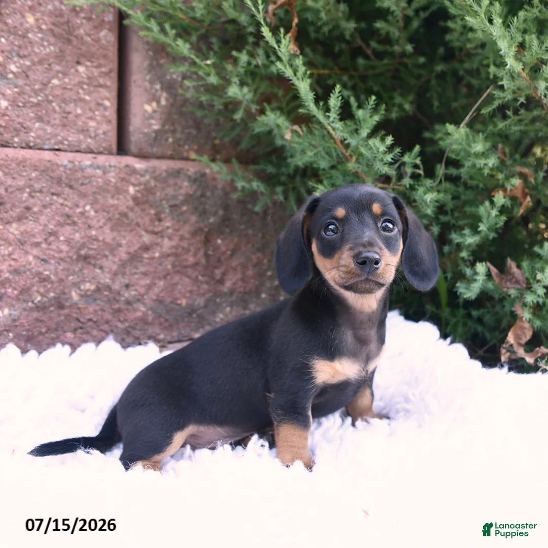 Miniature Dachshund dogs for sale: Charlie Ray - Ad 2