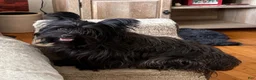 Yorkshire Terrier dogs for sale: Sasha - Ad 5