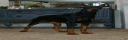 Doberman Pinscher dogs for sale: Zoey AKC European Doberman Pinscher HUGE - Ad 8