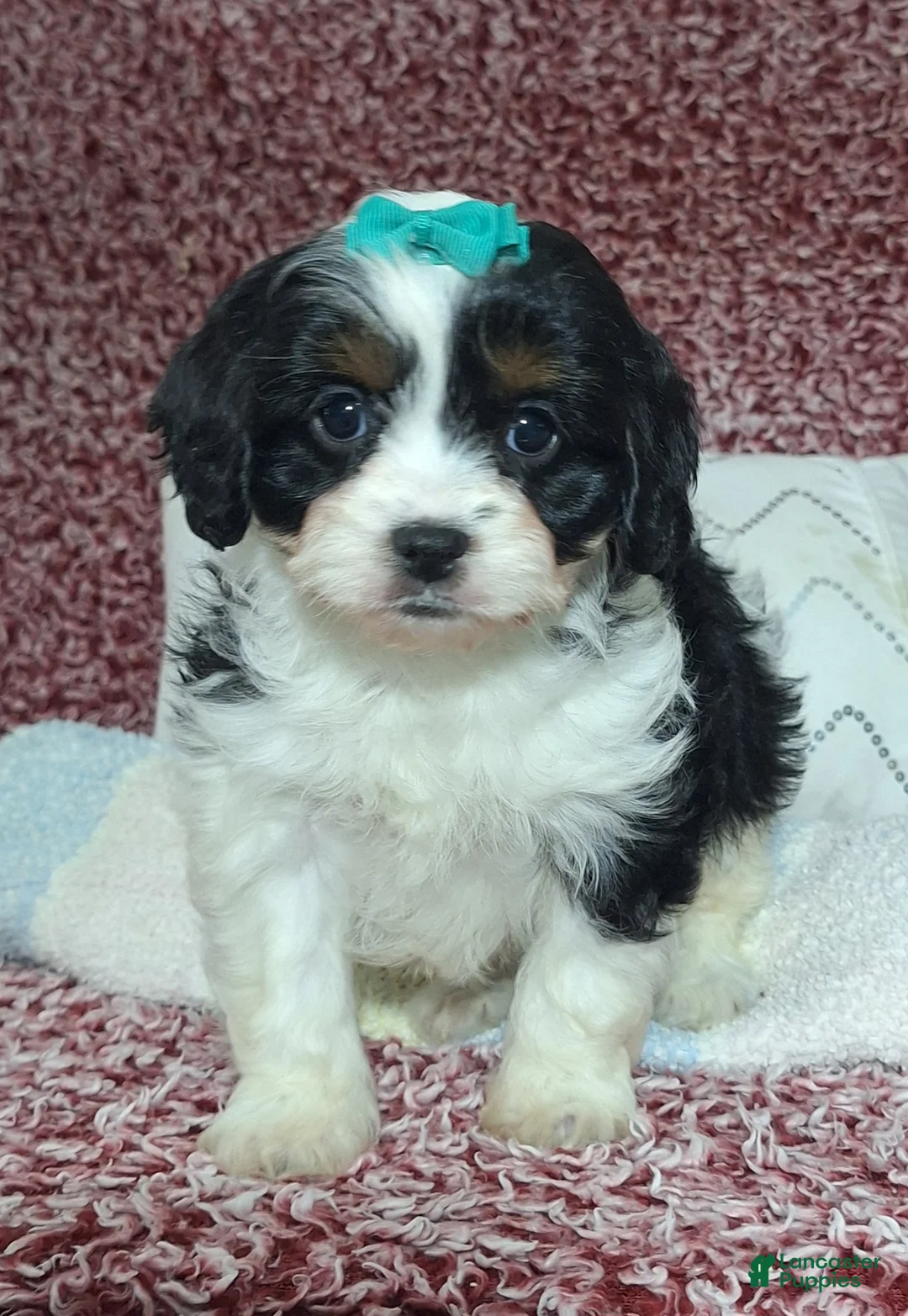 Cavapoo dogs for sale: Clara - Ad 3