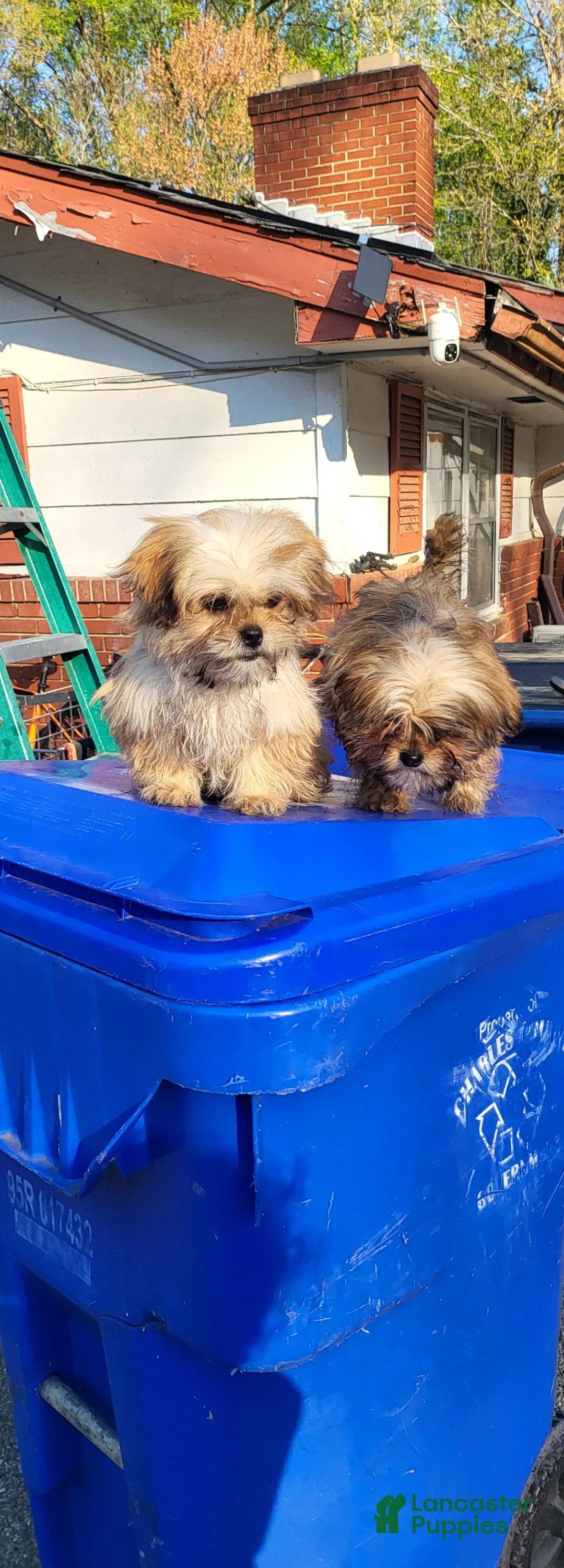 Shih Tzu dogs for sale: Shih Tzu Puppy 1 - Ad 2