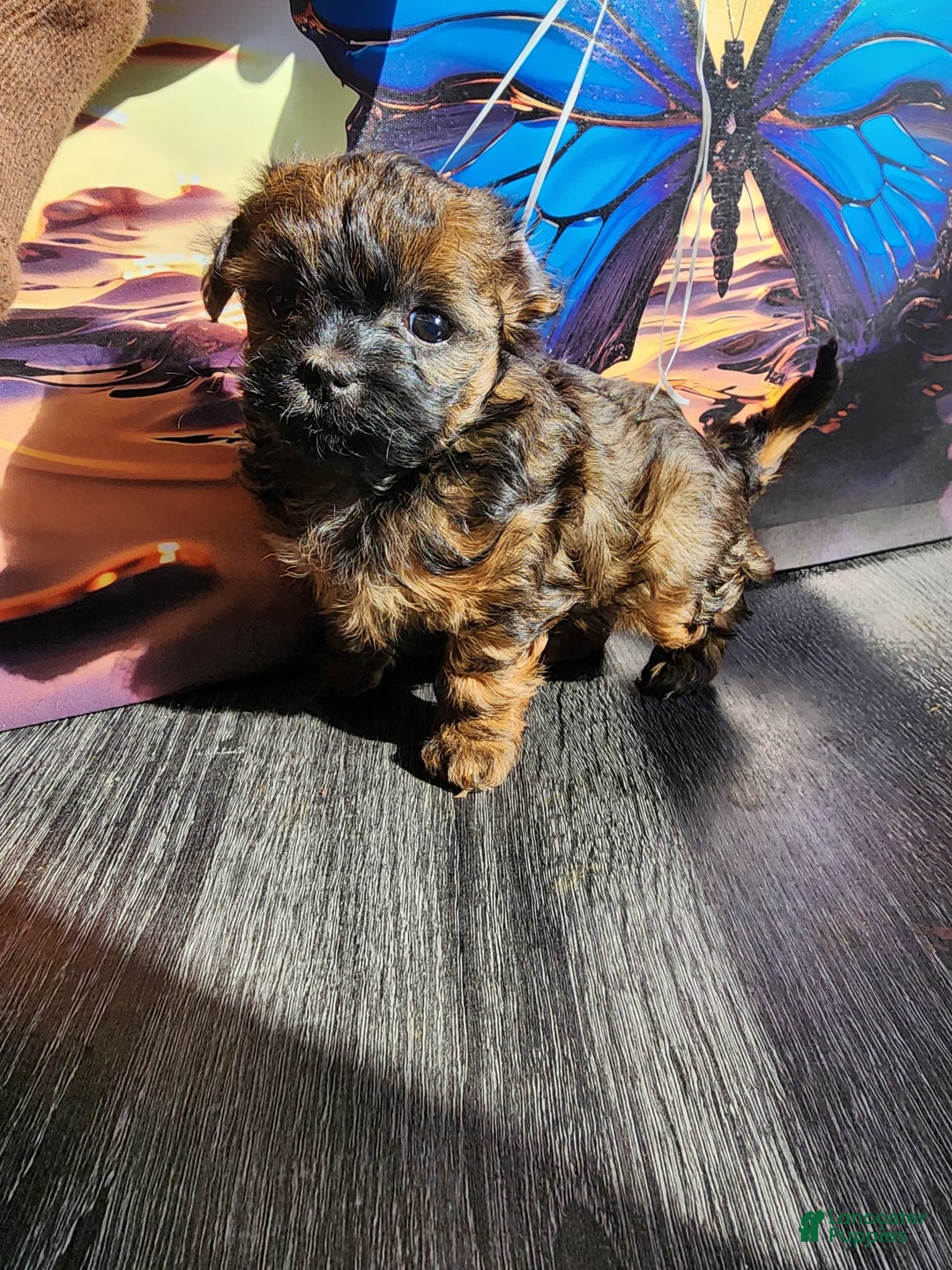 Gallery Image {{count}}