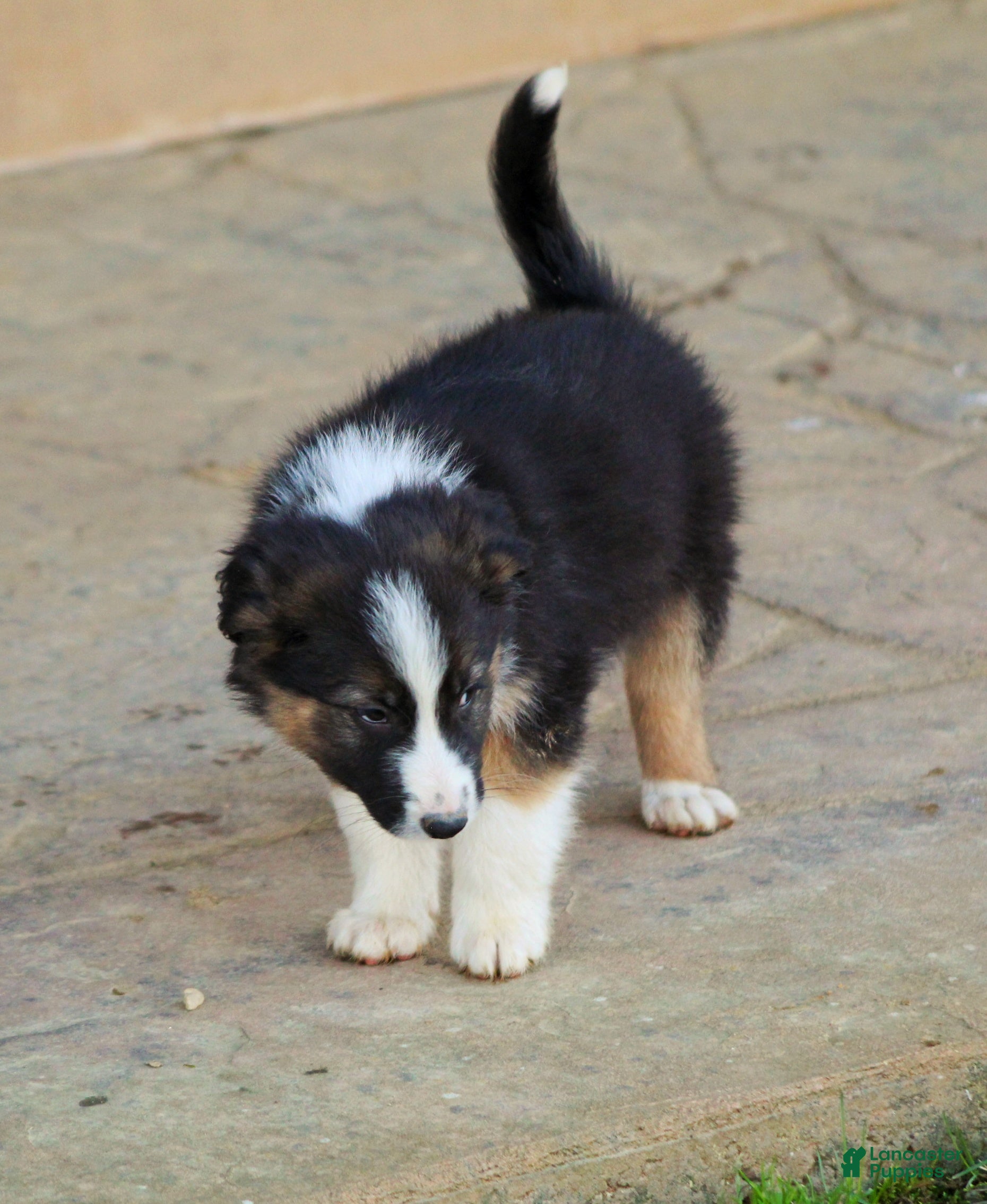 Mixed Breed dogs Rooster  - Ad 2