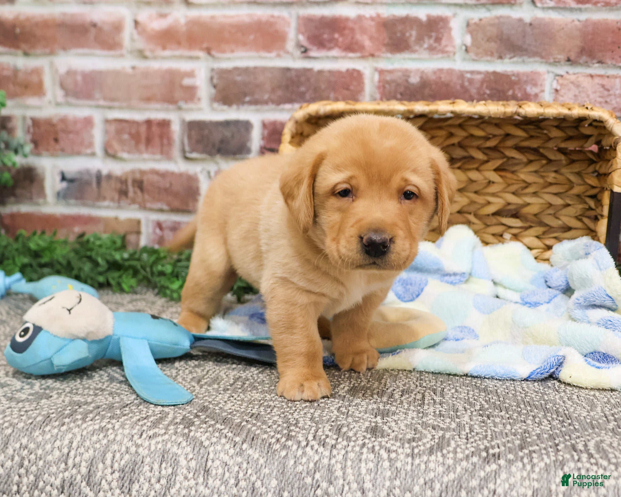 Labrador Retriever dogs Dustin - Ad 41