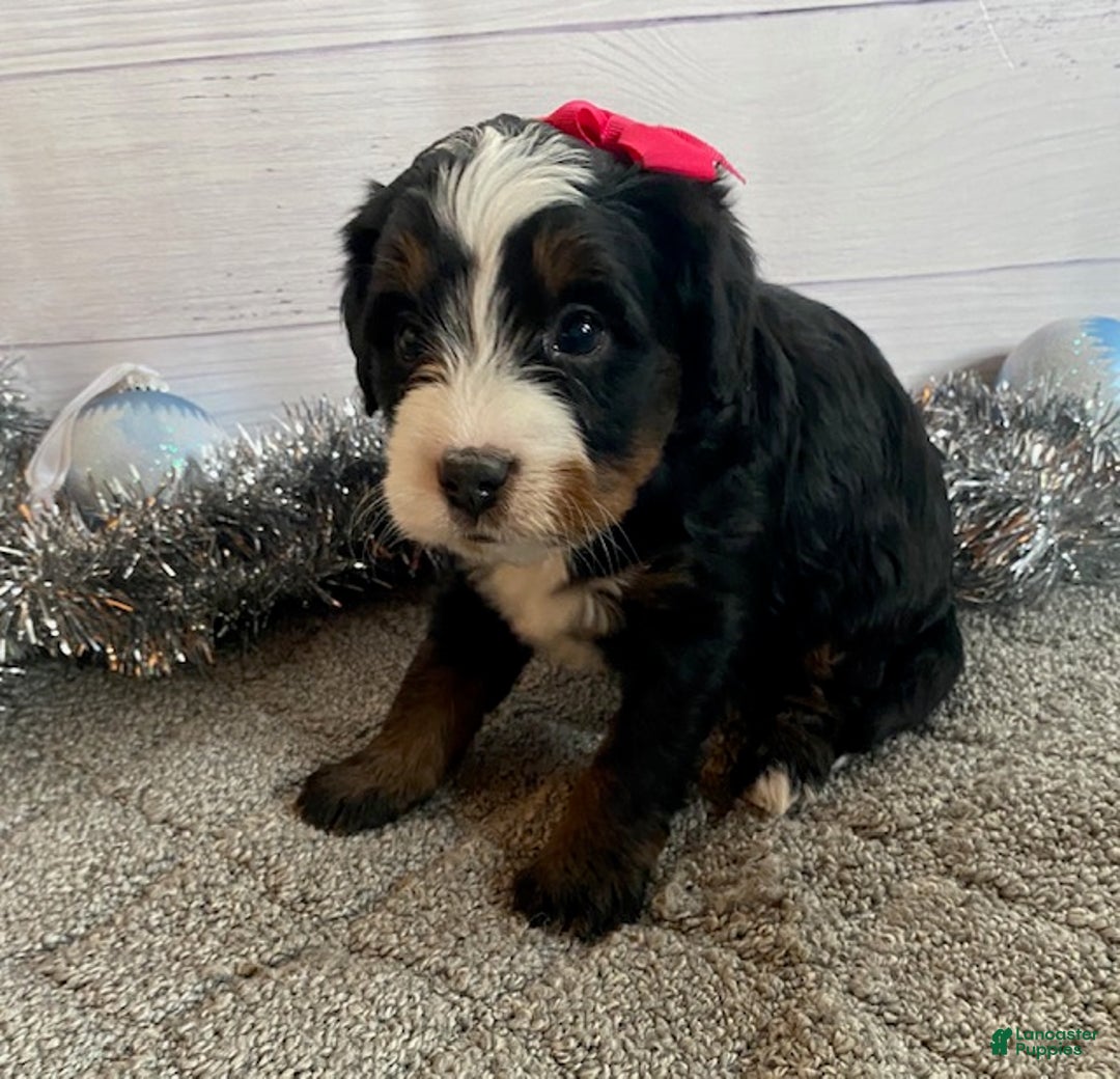 Mini Bernedoodle dogs for sale: Sugar - Ad 2