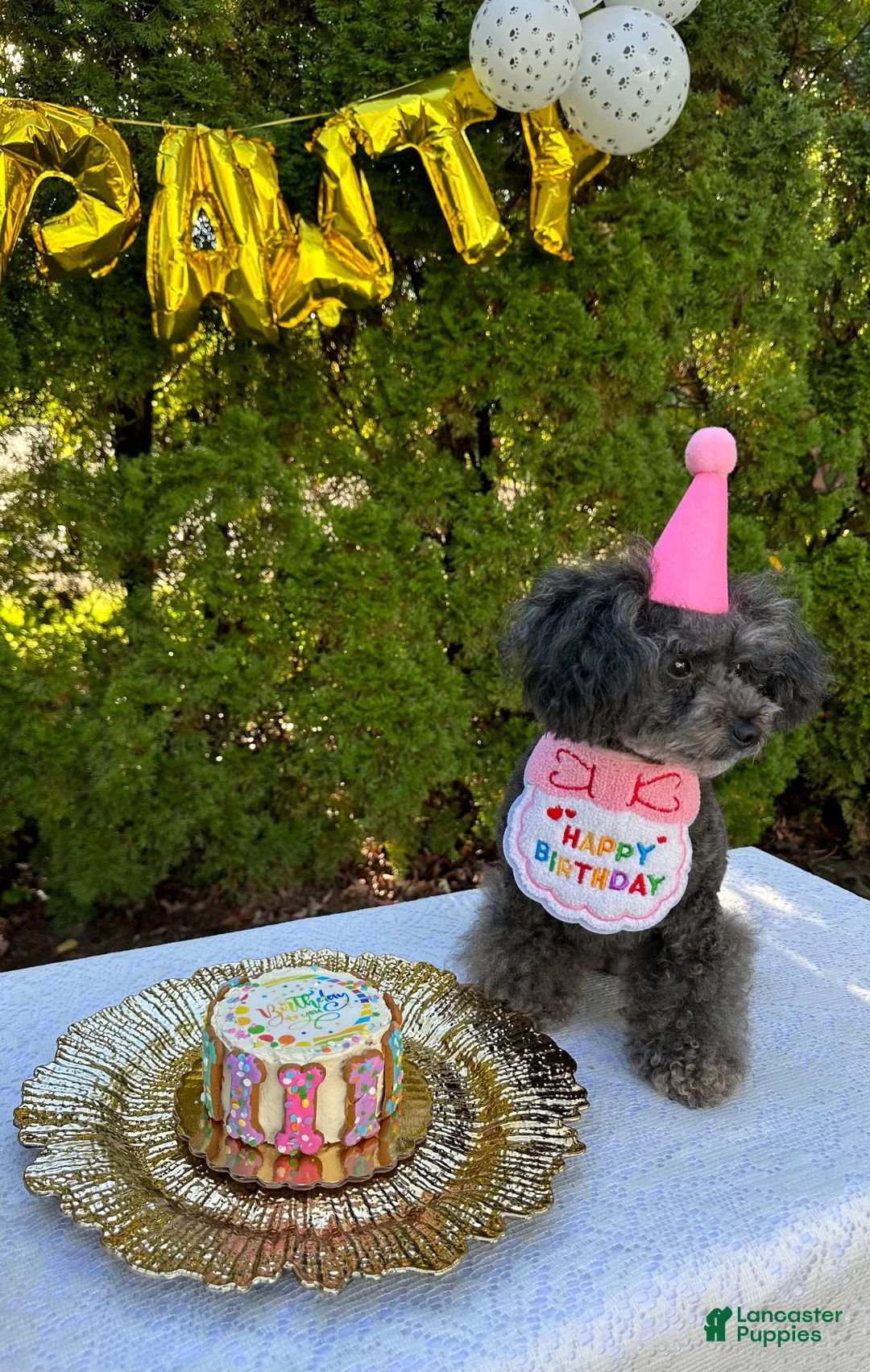 Toy Poodle dogs for sale: Jesse  - Ad 7