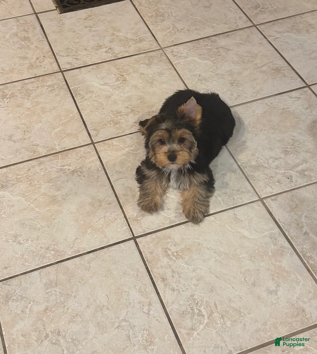 Yorkshire Terrier dogs for sale: Akc traditional female  - Ad 2