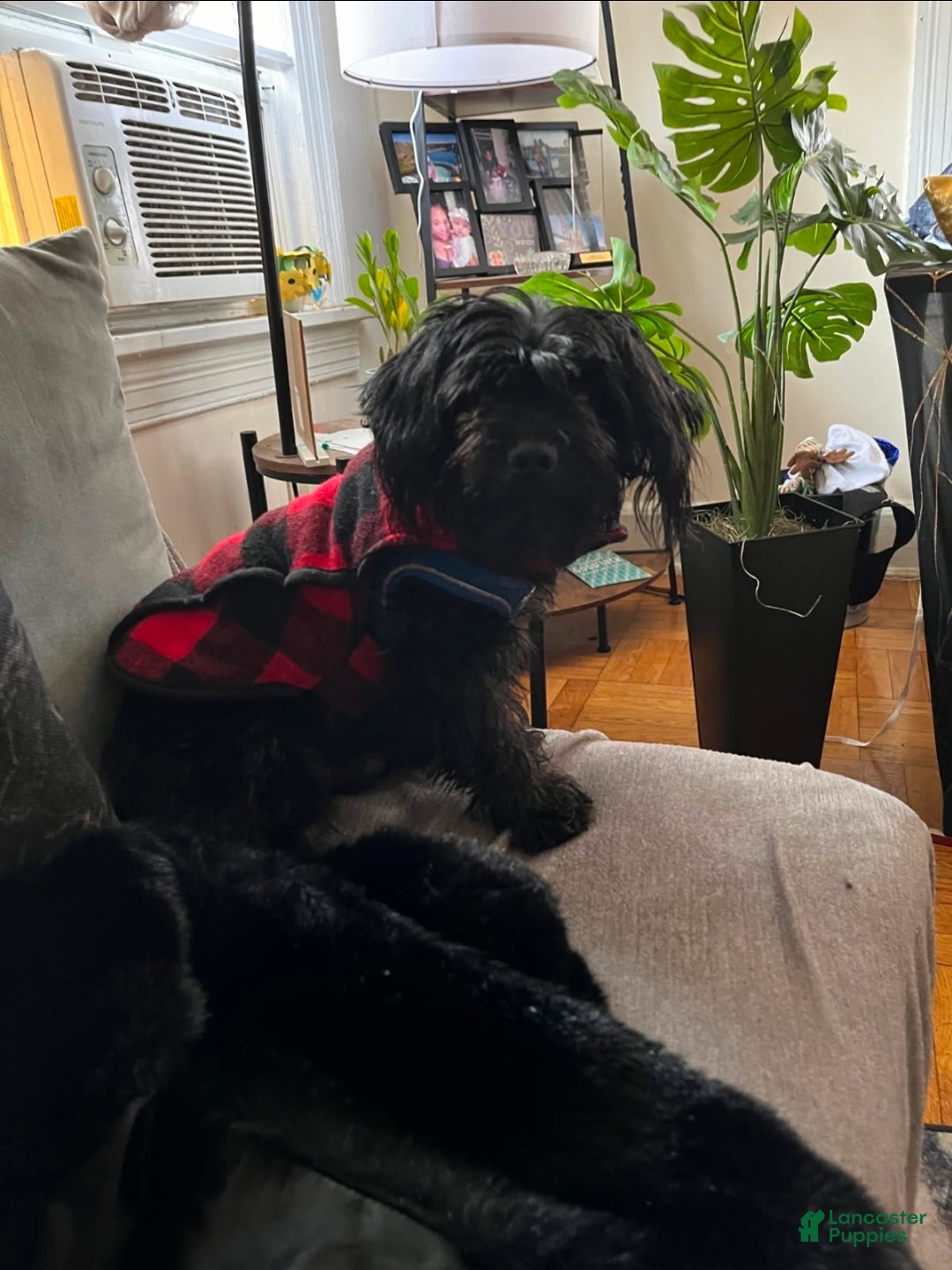 Mixed Breed dogs for sale: Mixed Breed Puppy 4 - Ad 3