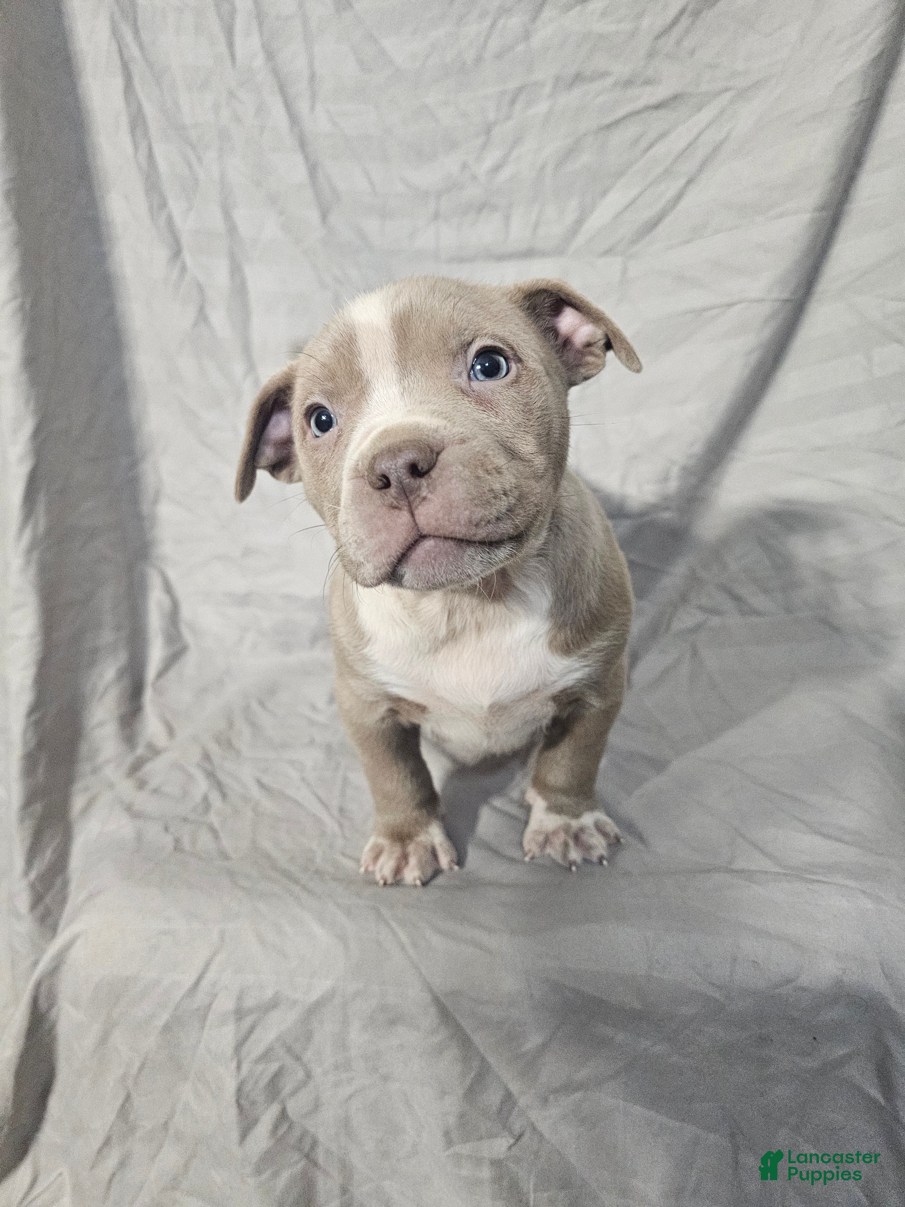 American Bully dogs Osha - Lilac - Ad 14