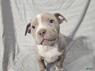 American Bully dogs Osha - Lilac - Ad 32