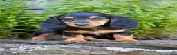 Miniature Dachshund dogs for sale: Lindy - Ad 4