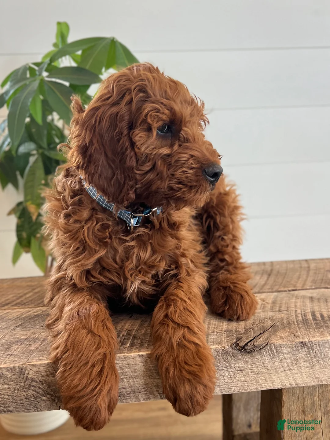 Irish Doodle dogs for sale: Copper - Ad 8