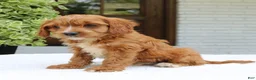 Cavapoo dogs for sale: Max  - Ad 3