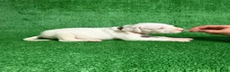 Dogo Argentino dogs for sale: Orange female - Ad 4
