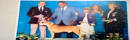 American Staffordshire Terrier dogs for sale: American Staffordshire Terrier 2 - Ad 33