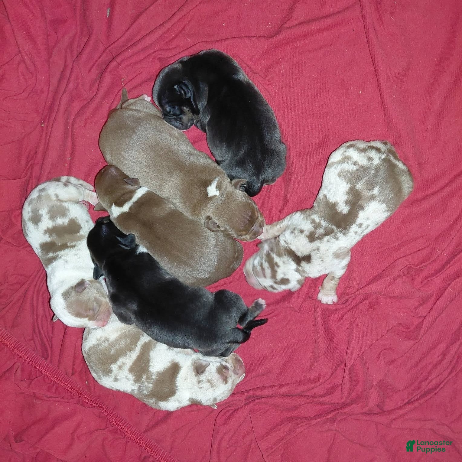 American Bully dogs for sale: American Bully 5 - Ad 2