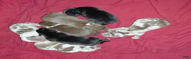 American Bully 5