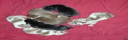 American Bully dogs for sale: American Bully 5 - Ad 1