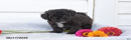 Yorkiepoo dogs for sale: Raven - Ad 2